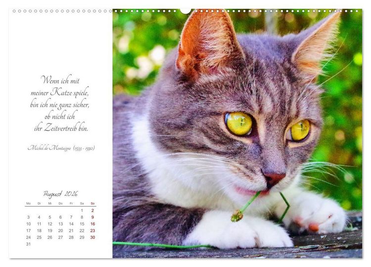 Produktbild: Catlovers - Ein Jahr voller Samtpfoten und charmanten Weisheiten (Wandkalender 2026 DIN A2 quer), CALVENDO Monatskalender