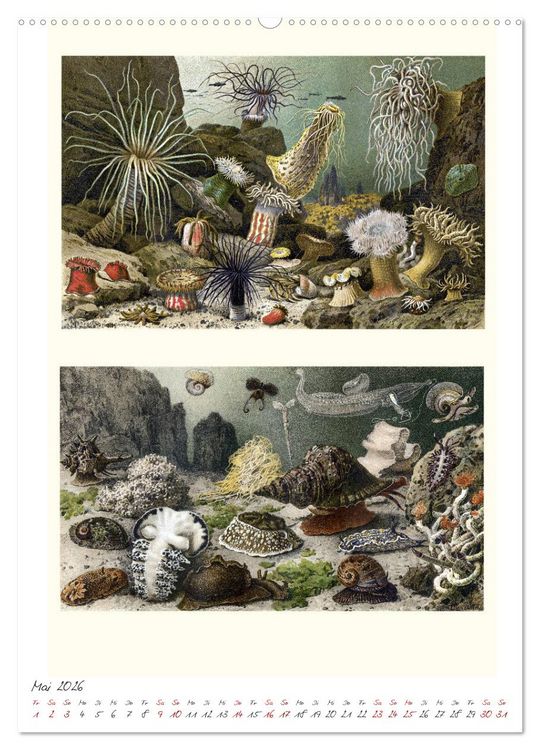 Produktbild: Formenspiele der Evolution. Chromolithographien des 19. Jahrhunderts (hochwertiger Premium Wandkalender 2026 DIN A2 hoch), Kunstdruck in Hochglanz