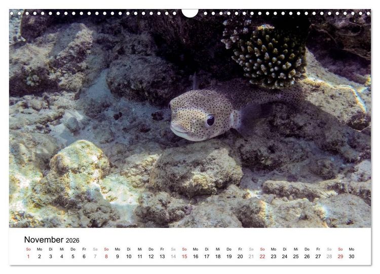 Produktbild: Unterwasserwelt der Malediven III (Wandkalender 2026 DIN A3 quer), CALVENDO Monatskalender
