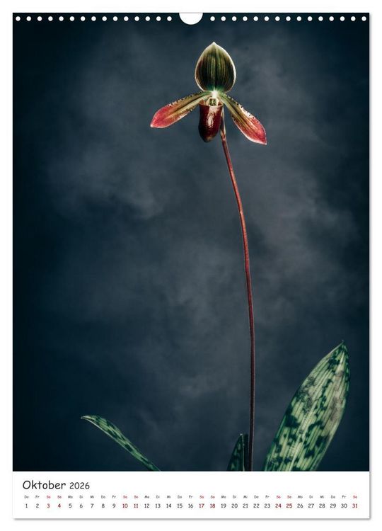 Produktbild: Orchideen Zauber (Wandkalender 2026 DIN A3 hoch), CALVENDO Monatskalender