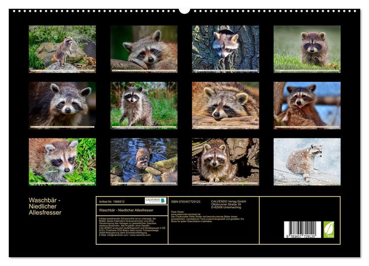 Produktbild: Waschb&auml;r - Niedlicher Allesfresser (hochwertiger Premium Wandkalender 2026 DIN A2 quer), Kunstdruck in Hochglanz