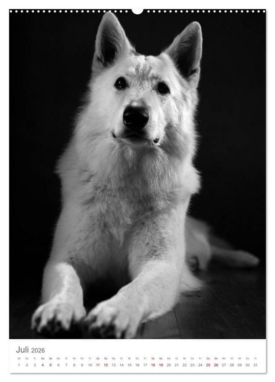 Produktbild: Fine Art Hundeportraits (Wandkalender 2026 DIN A2 hoch), CALVENDO Monatskalender