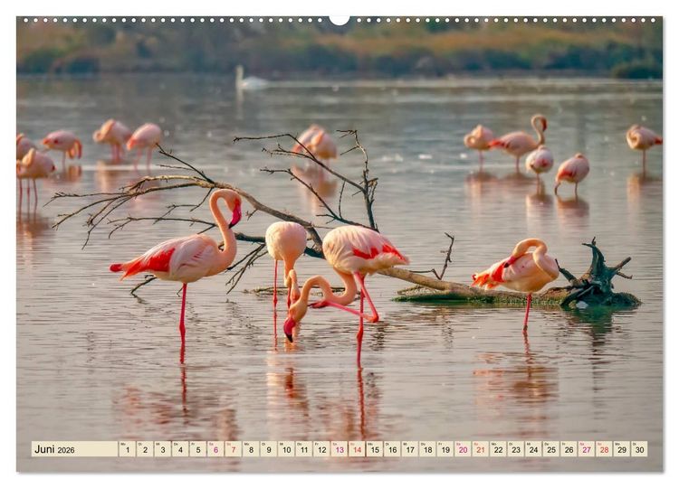 Produktbild: Flamingos - elegante Sch&ouml;nheiten (Wandkalender 2026 DIN A2 quer), CALVENDO Monatskalender
