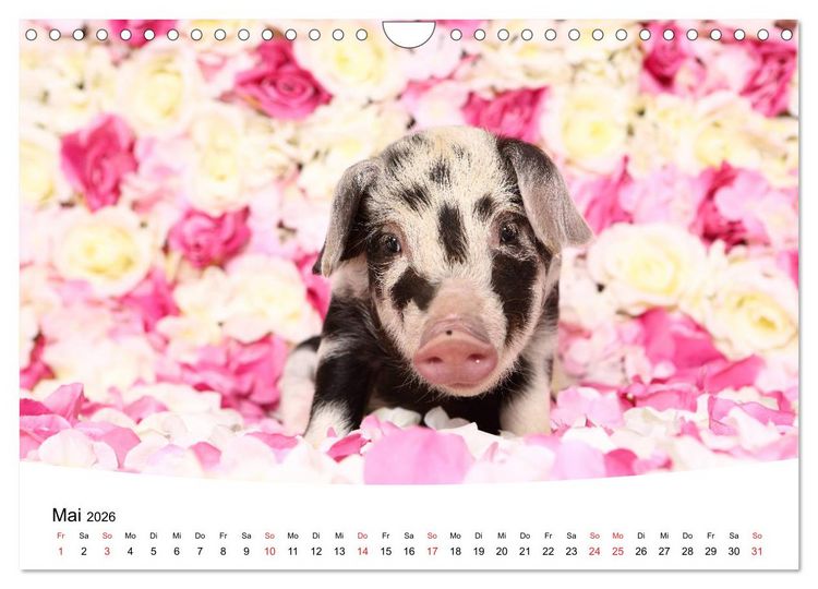 Produktbild: Niedliche Ferkel lovely piglets 2026 (Wandkalender 2026 DIN A4 quer), CALVENDO Monatskalender