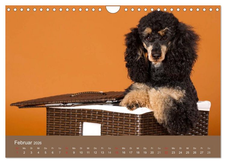 Produktbild: Pudel (Wandkalender 2026 DIN A4 quer), CALVENDO Monatskalender