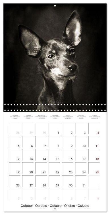 Produktbild: Portraits canins (Calendrier mural carr&eacute; 2026 30x30 cm) Calendrier double avec une page pour vos prises de notes
