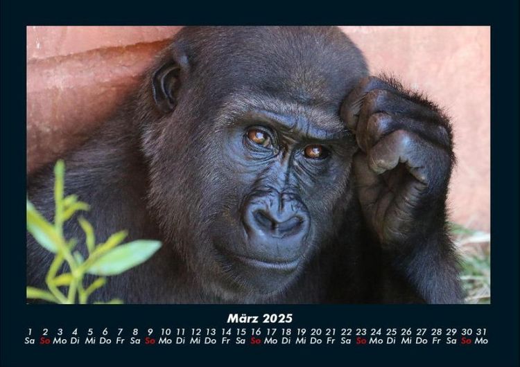 Produktbild: Welt der Affen 2025 Fotokalender DIN A4