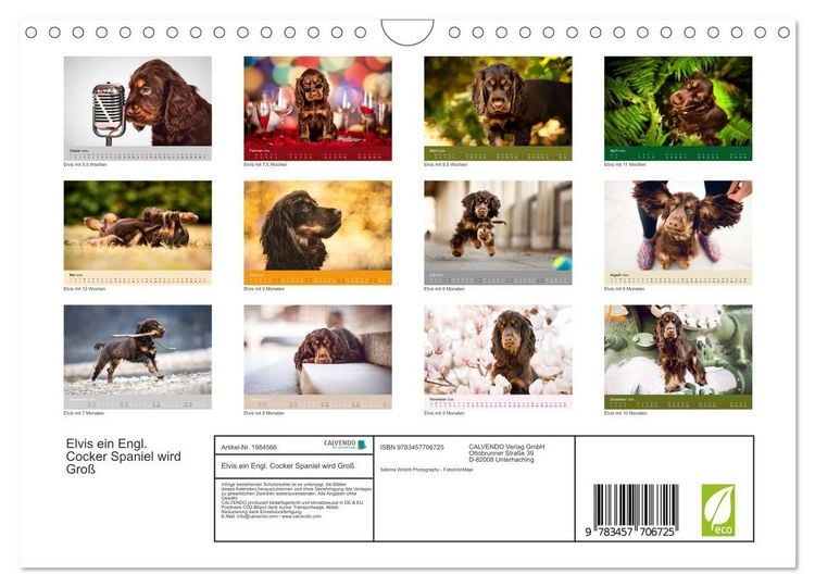 Produktbild: Elvis ein Engl. Cocker Spaniel wird Gro&szlig; (Wandkalender 2026 DIN A4 quer), CALVENDO Monatskalender
