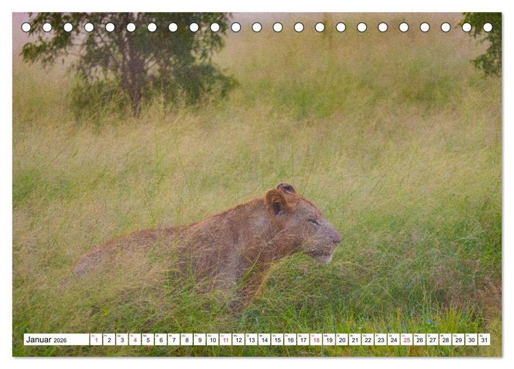 Produktbild: Wunderwelt der Tiere - S&uuml;dafrika (Tischkalender 2026 DIN A5 quer), CALVENDO Monatskalender