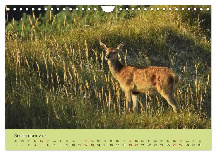 Produktbild: K&uuml;sten Hirsche - Rotwild auf dem Dar&szlig; (Wandkalender 2026 DIN A4 quer), CALVENDO Monatskalender