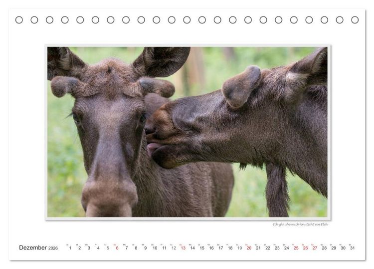 Produktbild: Emotionale Momente: Europ&auml;ischer Elch Part II (Tischkalender 2026 DIN A5 quer), CALVENDO Monatskalender