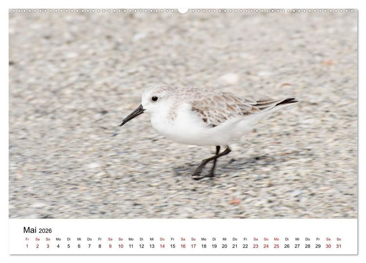 Produktbild: M&ouml;wen am Meer (hochwertiger Premium Wandkalender 2026 DIN A2 quer), Kunstdruck in Hochglanz