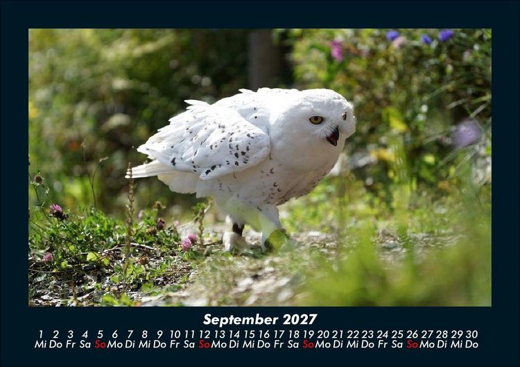 Produktbild: Vogelparadies 2027 Fotokalender DIN A5
