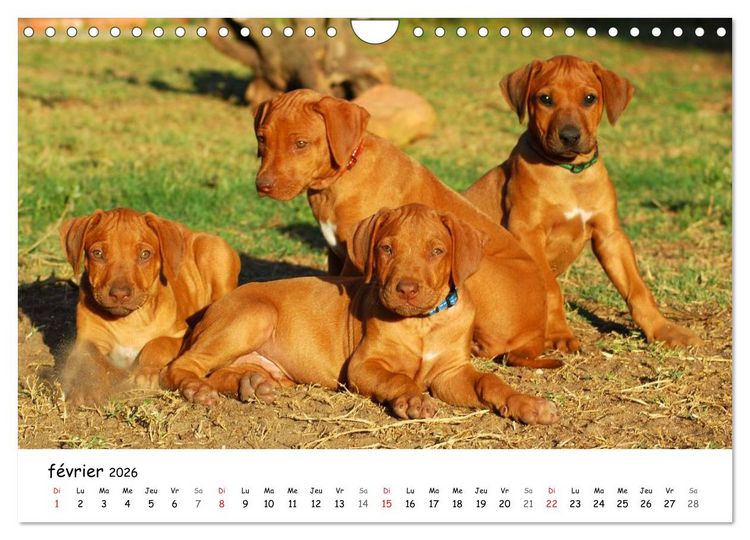 Produktbild: Chiots Rhodesian Ridgeback (Calendrier mural 2026 DIN A4 vertical), CALVENDO calendrier mensuel
