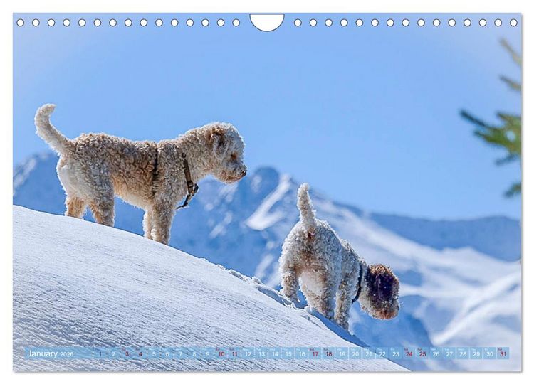 Produktbild: Lagotto Romagnolo Mountain Life (Wall Calendar 2026 DIN A4 landscape), CALVENDO 12 Month Wall Calendar