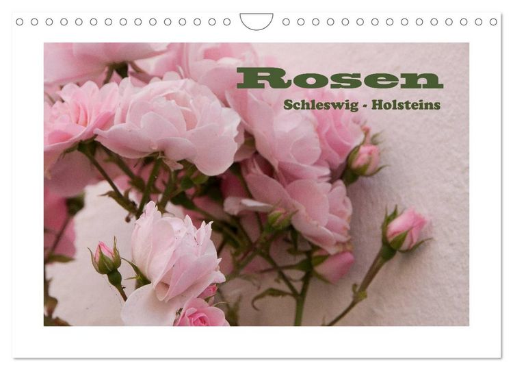 Produktbild: Rosen Schleswig-Holsteins (Wandkalender 2026 DIN A4 quer), CALVENDO Monatskalender
