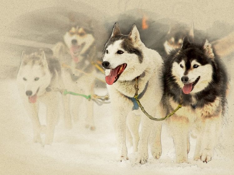 Produktbild: CALVENDO Puzzle Schlittenhunde | 1000 Teile Lege-Gr&ouml;&szlig;e 64x48cm Foto-Puzzle f&uuml;r gl&uuml;ckliche Stunden