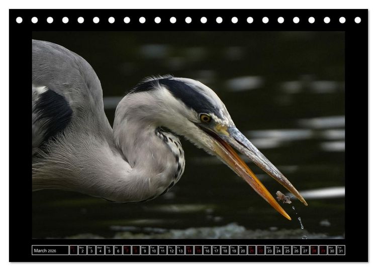 Produktbild: The heron parade (Desk Calendar 2026 DIN A5 landscape), CALVENDO 12 Month DeskCalendar