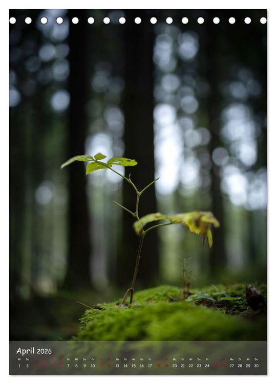Produktbild: Lebensraum Wald (Tischkalender 2026 DIN A5 hoch), CALVENDO Monatskalender