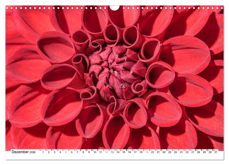 Produktbild: Dahlien-Kronen (Wandkalender 2026 DIN A3 quer), CALVENDO Monatskalender