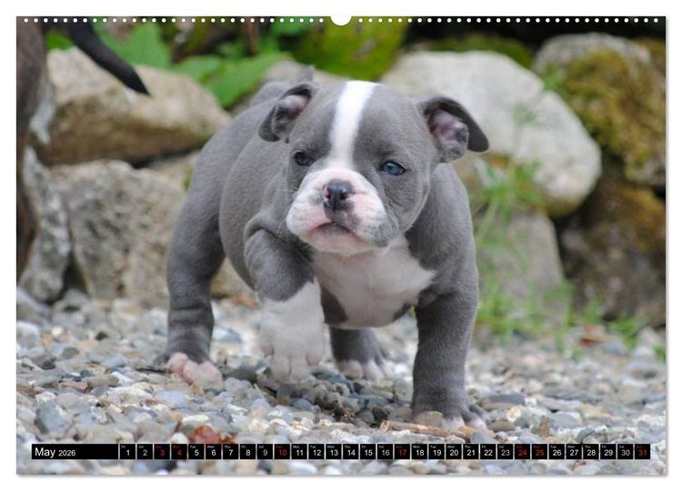 Produktbild: Bulldogs - Old English Bulldog Puppies (High Quality Premium Wall Calendar 2026 DIN A2 landscape),CALVENDO 12 Month Wall Calendar