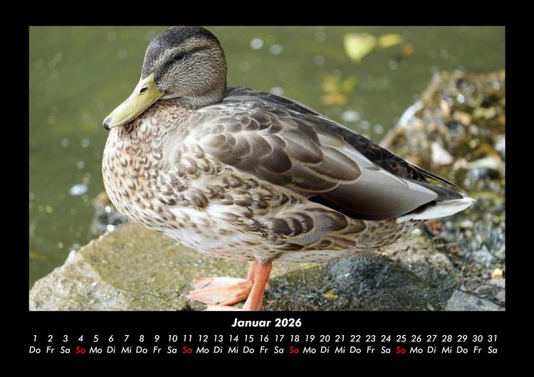 Produktbild: V&ouml;gel 2026 Fotokalender DIN A3