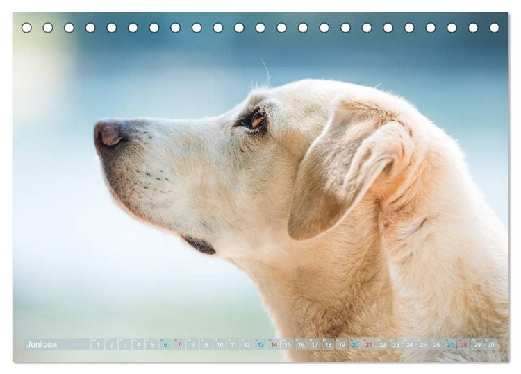 Produktbild: Faszination Labrador - gelb, foxred, schwarz (Tischkalender 2026 DIN A5 quer), CALVENDO Monatskalender