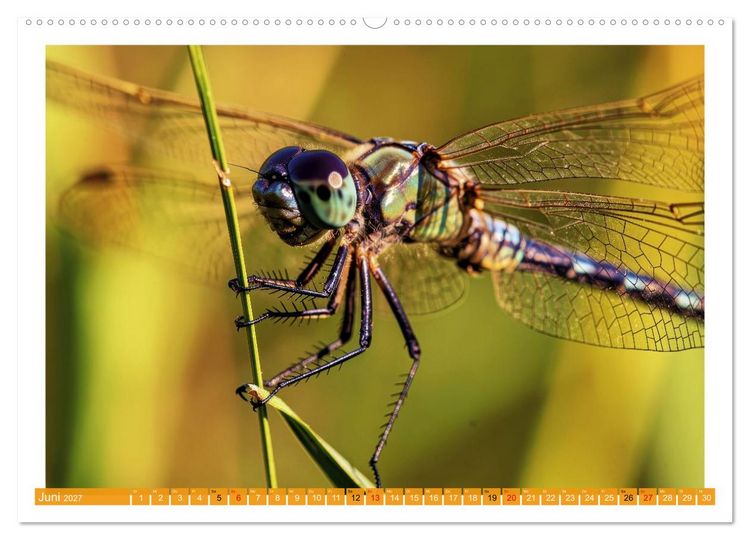 Produktbild: Prachtlibellen am Teich (Wandkalender 2027 DIN A2 quer), CALVENDO Monatskalender