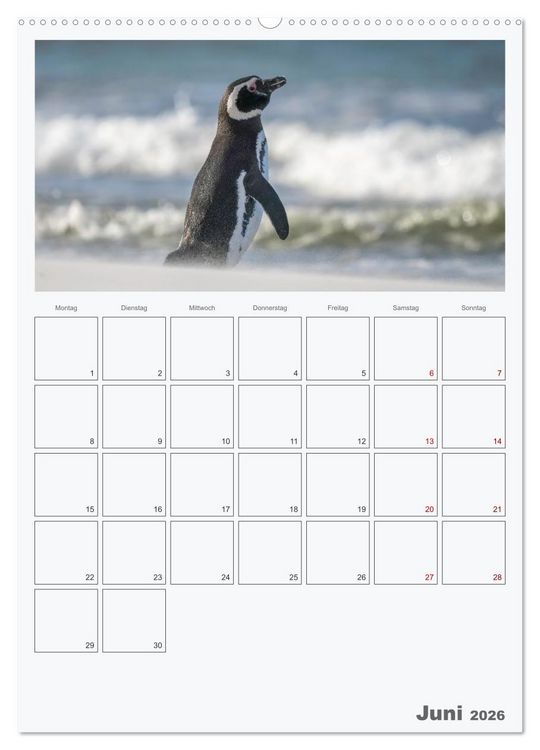 Produktbild: Alltag bei den Pinguinen auf Falkland (hochwertiger Premium Wandkalender 2026 DIN A2 hoch), Kunstdruck in Hochglanz