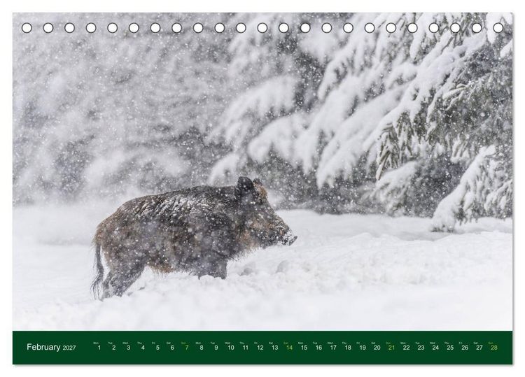Produktbild: Wild Boars (Desk Calendar 2027 DIN A5 landscape), CALVENDO 12 Month DeskCalendar