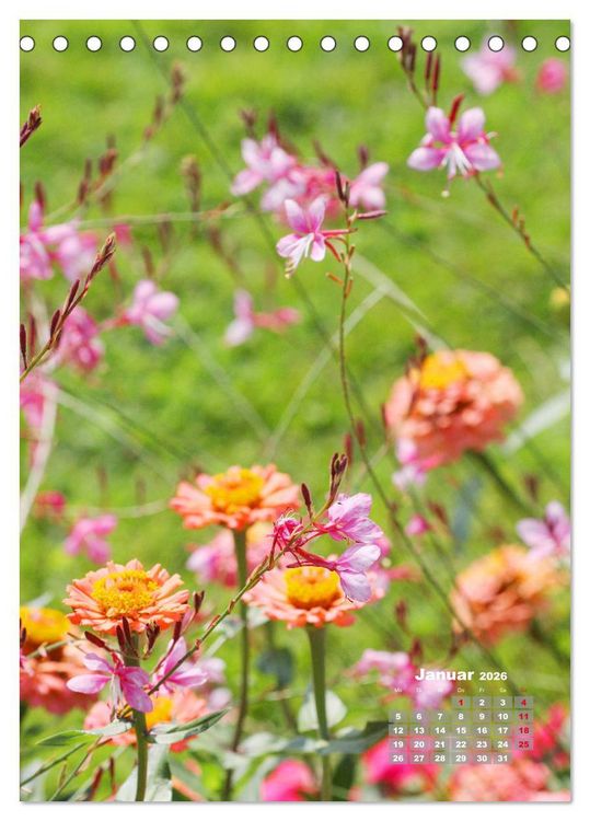 Produktbild: Zinnien im Garten (Tischkalender 2026 DIN A5 hoch), CALVENDO Monatskalender