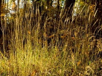 Produktbild: CALVENDO Puzzle Im Burgwald bei Mellnau | 1000 Teile Lege-Gr&ouml;&szlig;e 64 &times; 48 cm Foto-Puzzle f&uuml;r gl&uuml;ckliche Stunden