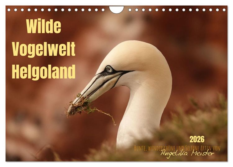 Produktbild: Wilde Vogelwelt Helgoland (Wandkalender 2026 DIN A4 quer), CALVENDO Monatskalender