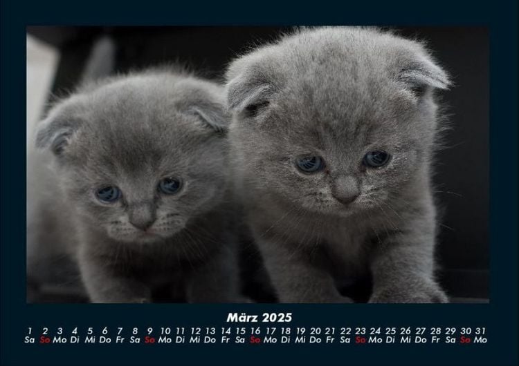 Produktbild: F&uuml;r Katzenfreunde 2025 Fotokalender DIN A4