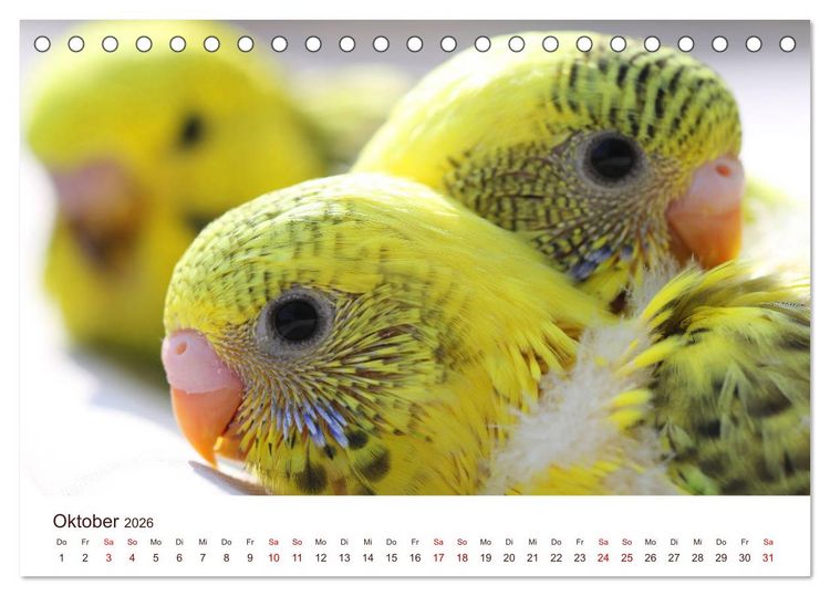 Produktbild: Wellensittiche - der NEUE Kalender (Tischkalender 2026 DIN A5 quer), CALVENDO Monatskalender