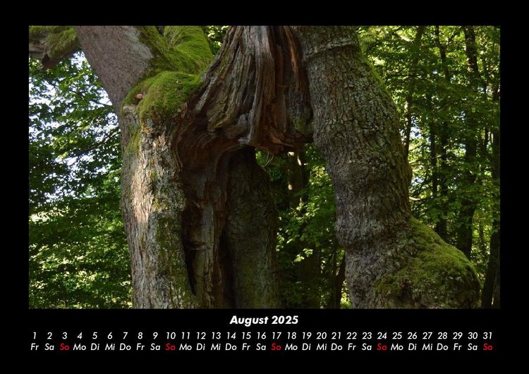 Produktbild: Waldzauber 2025 Fotokalender DIN A3