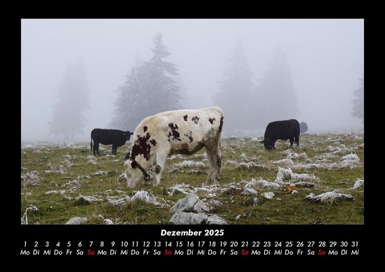 Produktbild: Kuhkalender 2025 Fotokalender DIN A3