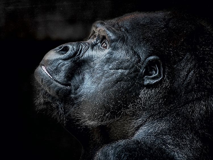Produktbild: Gorilla (Puzzle)