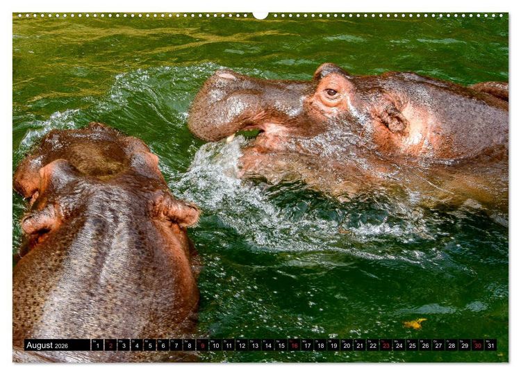 Produktbild: Afrika - Welt der Tiere (hochwertiger Premium Wandkalender 2026 DIN A2 quer), Kunstdruck in Hochglanz