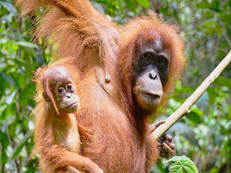Produktbild: CALVENDO Puzzle Orang Utan Mama mit Baby | 1000 Teile Lege-Gr&ouml;&szlig;e 64x48cm Foto-Puzzle f&uuml;r gl&uuml;ckliche Stunden