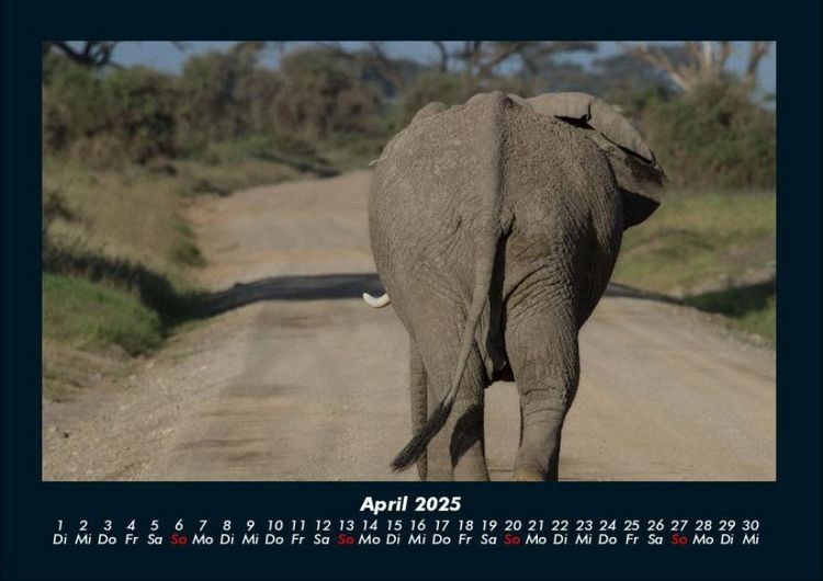 Produktbild: Elefanten 2025 Fotokalender DIN A4