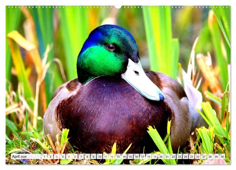 Produktbild: Enten. Bezaubernde und beliebte Schwimmer (Wandkalender 2026 DIN A2 quer), CALVENDO Monatskalender
