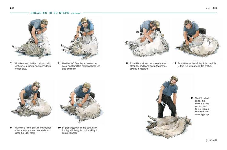 Produktbild: Storey's Guide to Raising Sheep, 5th Edition