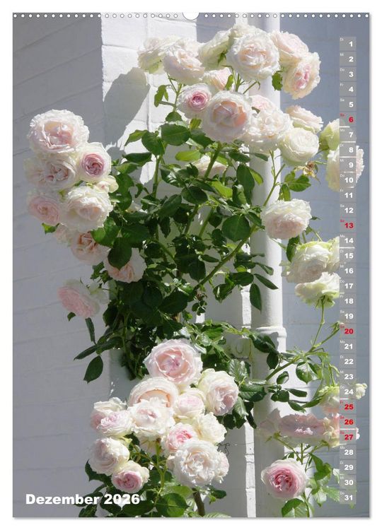 Produktbild: Sch&ouml;nste Rosen (Wandkalender 2026 DIN A2 hoch), CALVENDO Monatskalender