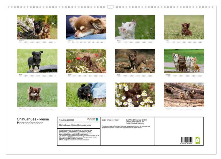 Produktbild: Chihuahuas - kleine Herzensbrecher (Wandkalender 2026 DIN A2 quer), CALVENDO Monatskalender