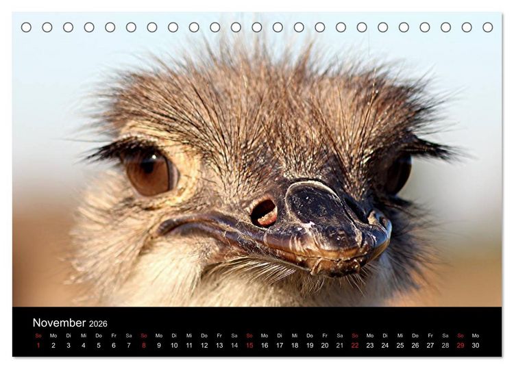 Produktbild: Strau&szlig;en-Kalender 2026 (Tischkalender 2026 DIN A5 quer), CALVENDO Monatskalender