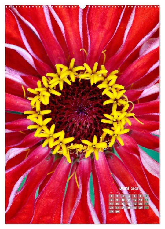 Produktbild: Zinnien im Garten (hochwertiger Premium Wandkalender 2026 DIN A2 hoch), Kunstdruck in Hochglanz