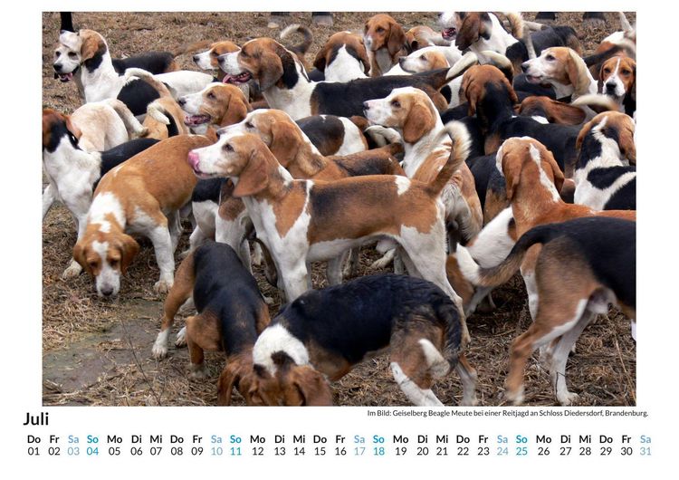 Produktbild: Beagle