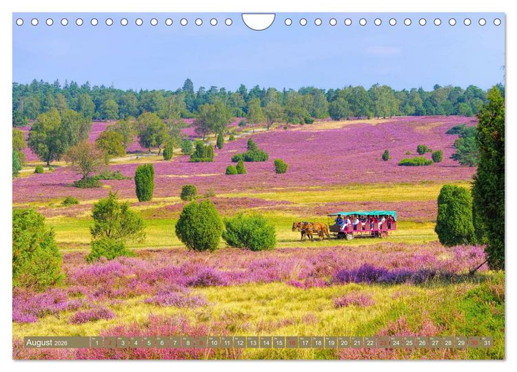 Produktbild: L&uuml;neburger Heide - Wanderung rund um Wilsede und Totengrund (Wandkalender 2026 DIN A4 quer), CALVENDO Monatskalender