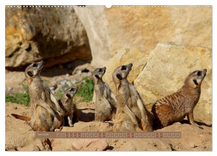 Produktbild: Erdm&auml;nnchen (hochwertiger Premium Wandkalender 2026 DIN A2 quer), Kunstdruck in Hochglanz